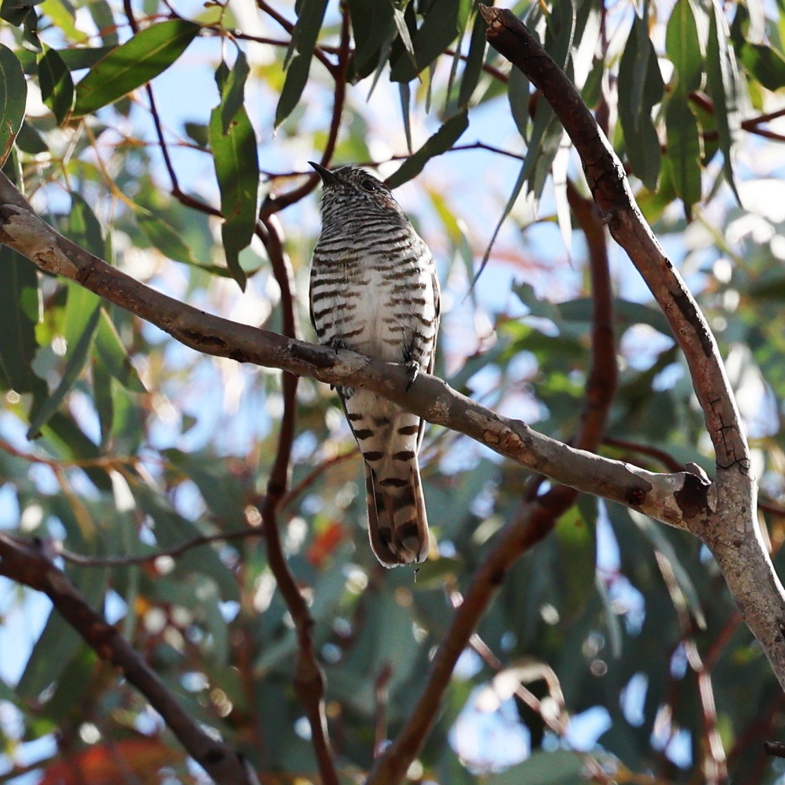 Shining Bronze-Cuckoo - ML626070276