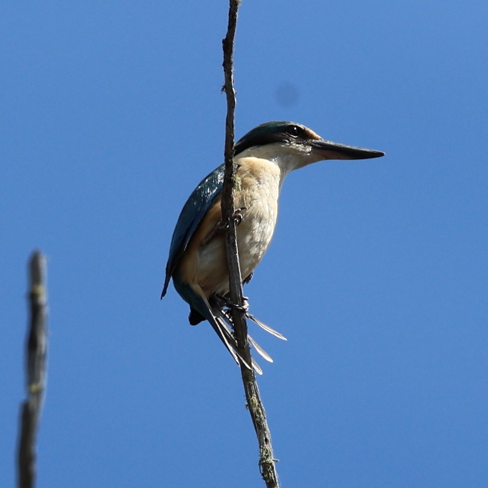 Sacred Kingfisher - ML626070277
