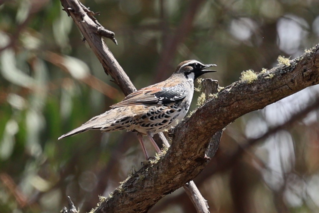 Spotted Quail-thrush - ML626070278