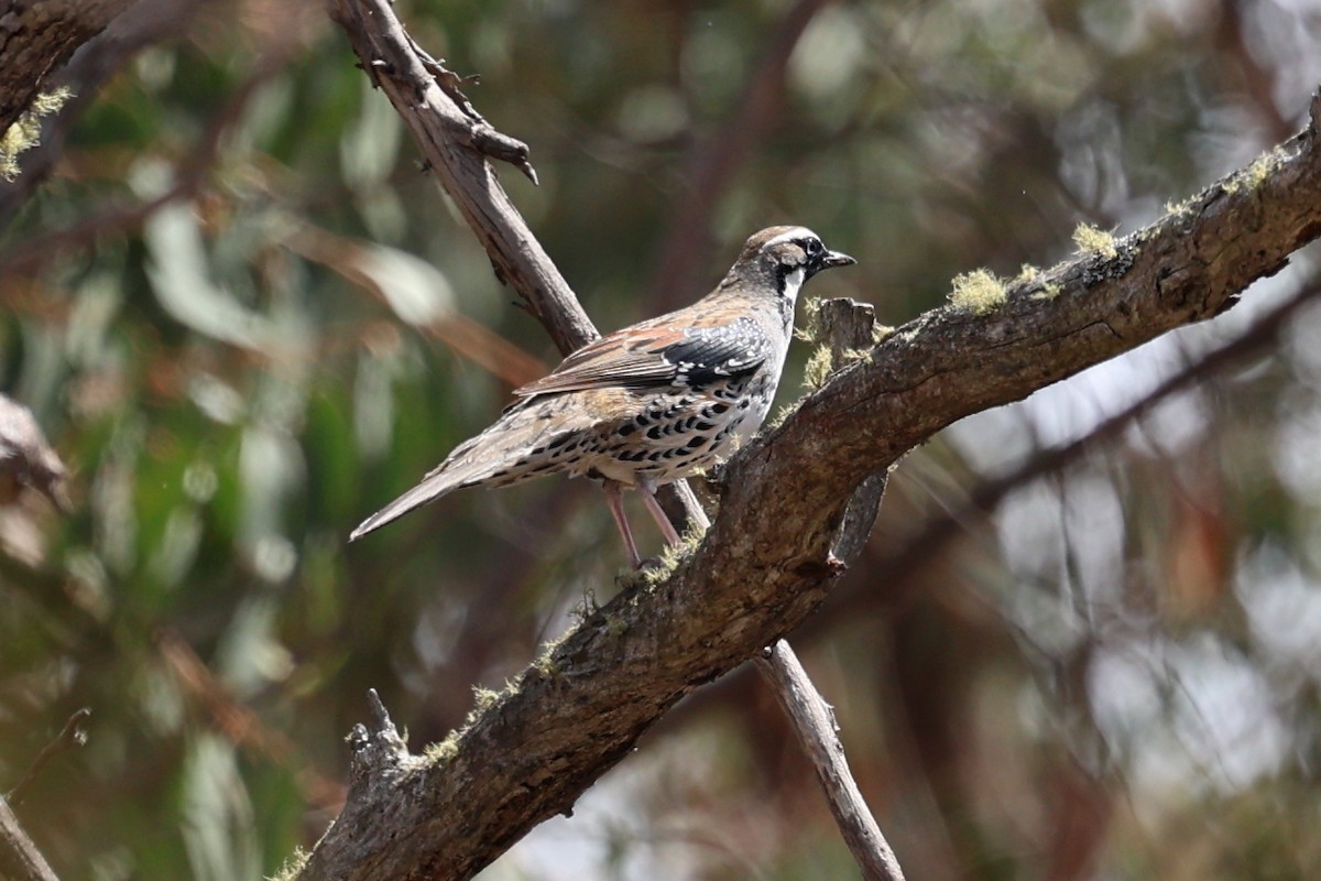 Spotted Quail-thrush - ML626070279