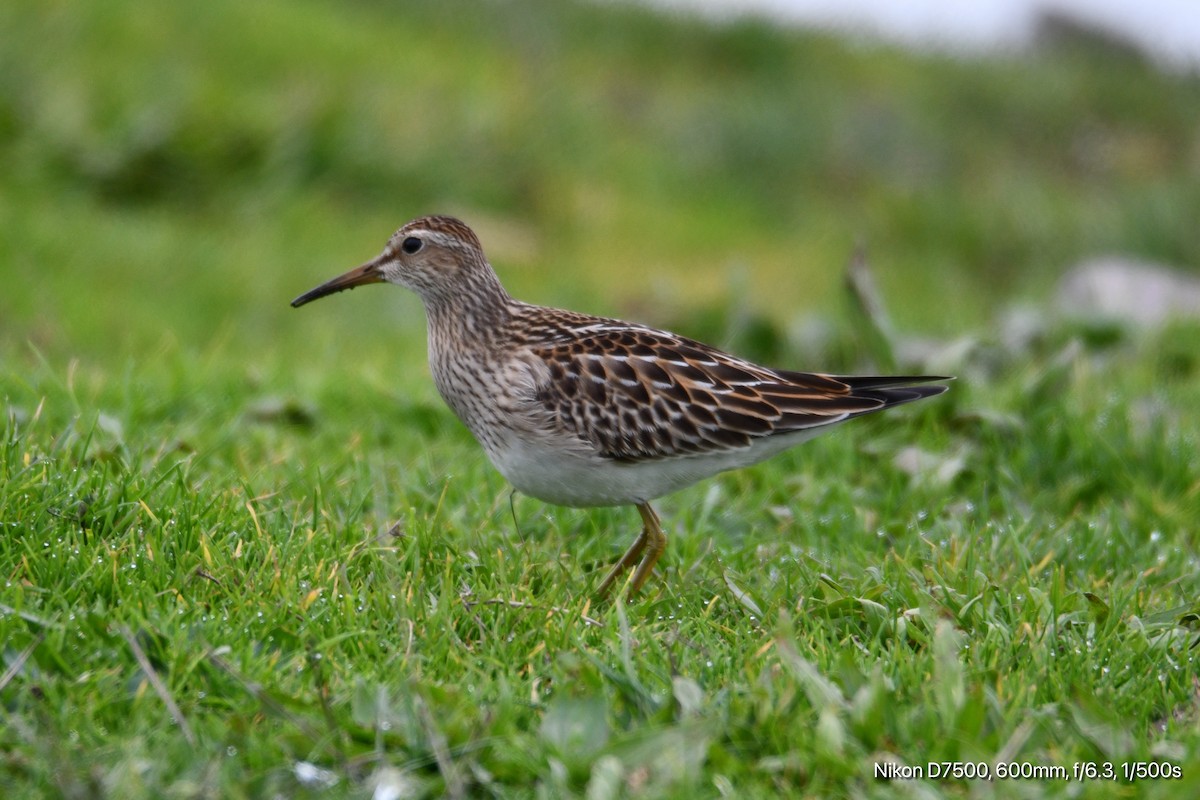 Pectoral Sandpiper - ML626070289