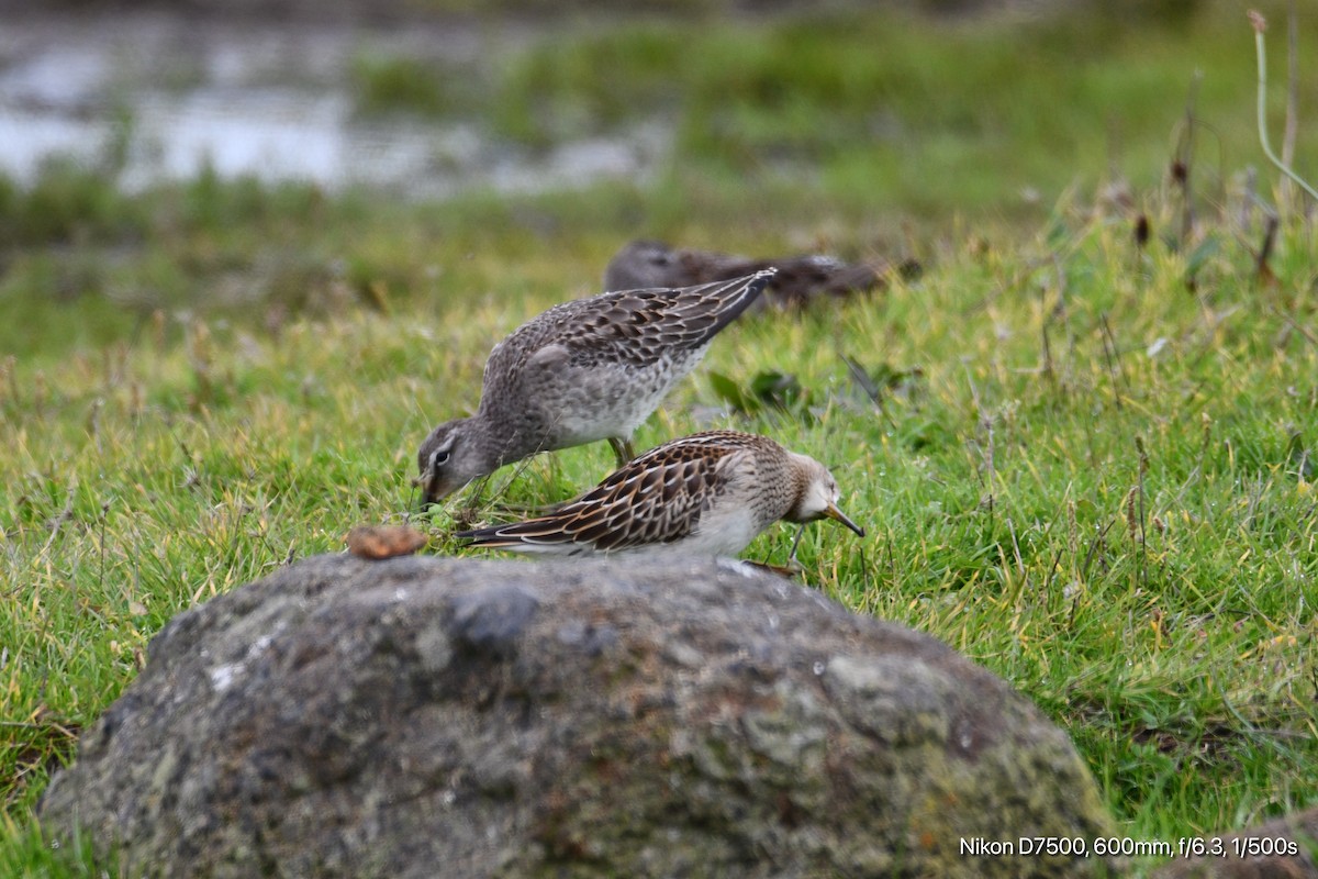 Pectoral Sandpiper - ML626070290