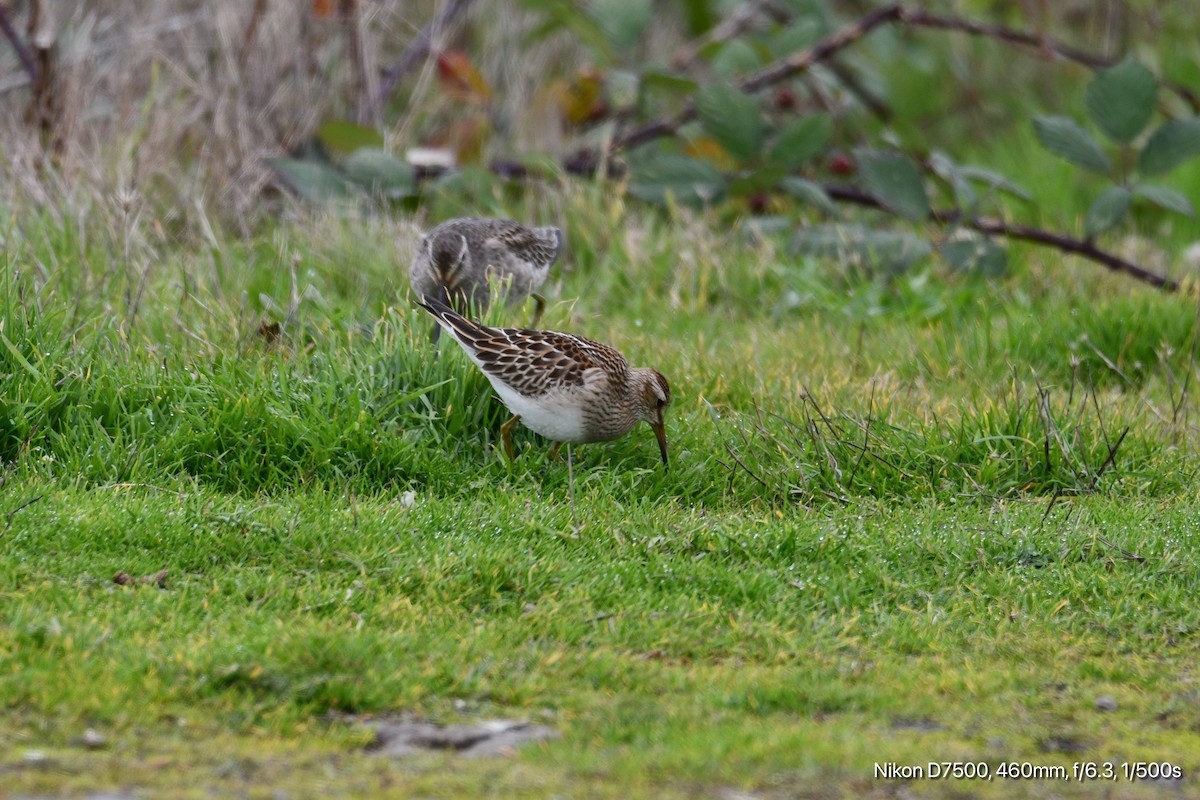 Pectoral Sandpiper - ML626070291