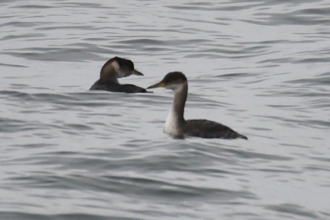 Red-necked Grebe - ML626070299