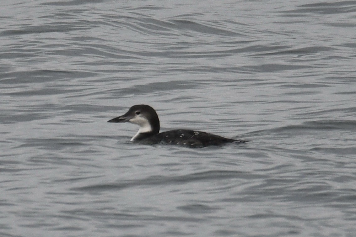 Common Loon - ML626070324