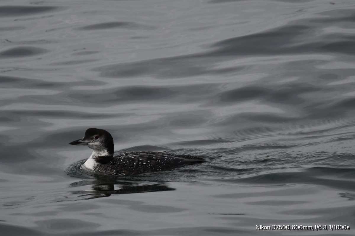 Common Loon - ML626070325