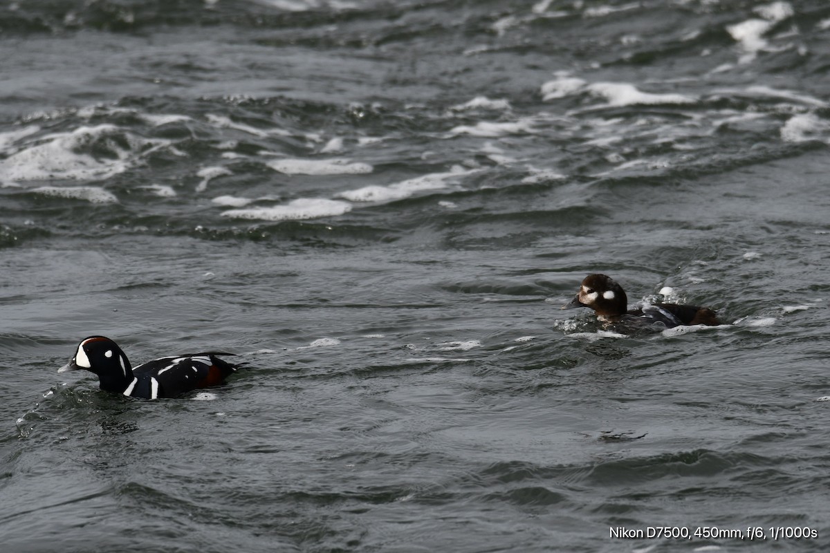 Harlequin Duck - ML626070342