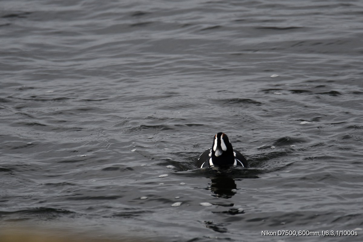 Harlequin Duck - ML626070343