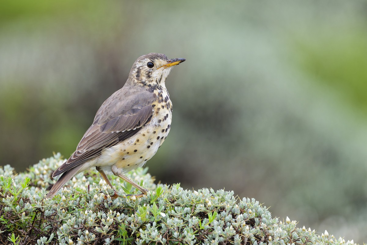 Ethiopian Thrush - ML626070406