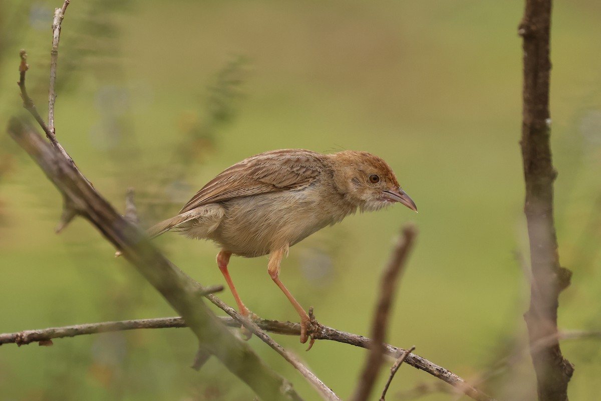 Rattling Cisticola - ML626070445