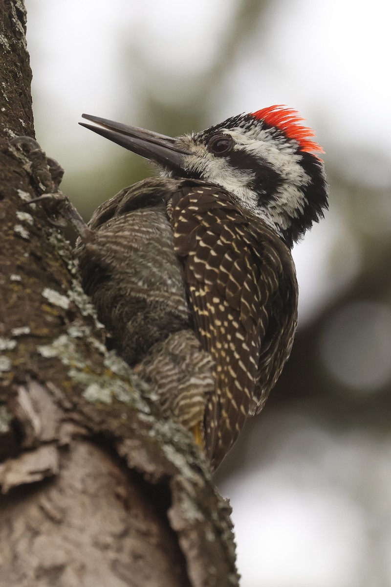 Bearded Woodpecker - ML626070488