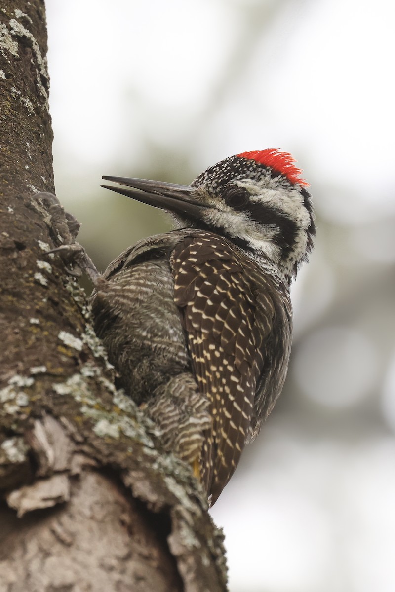 Bearded Woodpecker - ML626070489