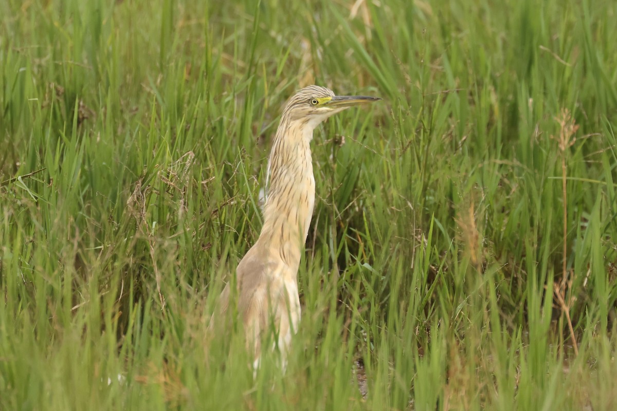 Squacco Heron - ML626070498