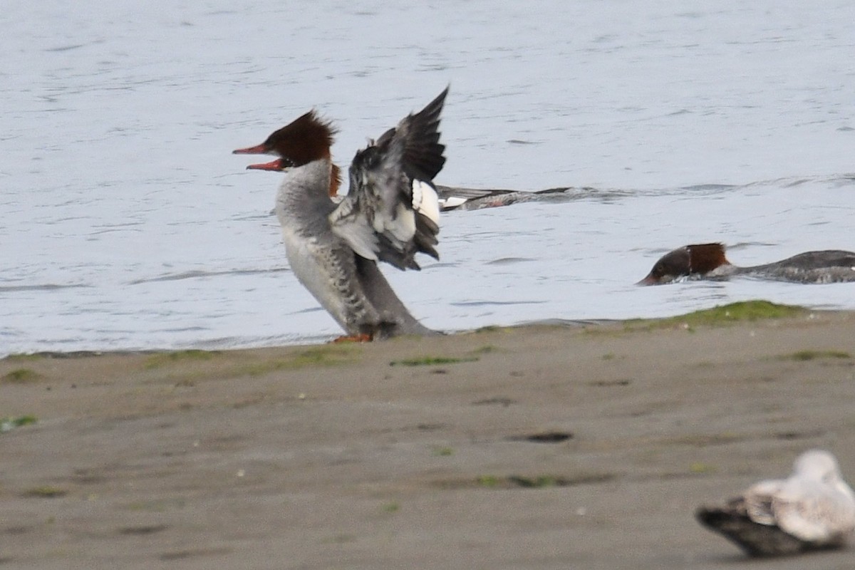 Common Merganser - ML626070502