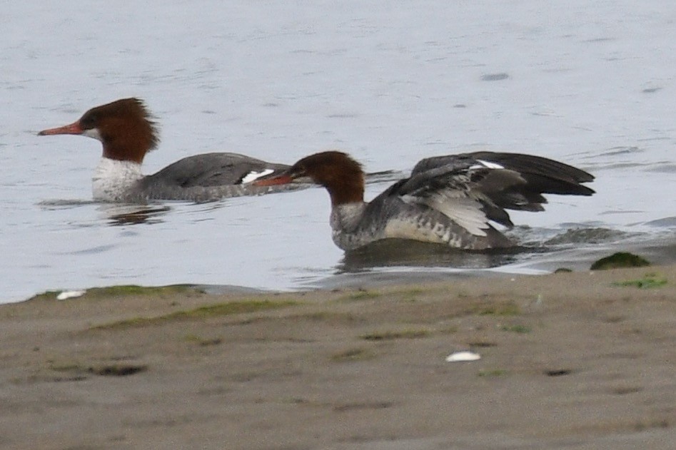 Common Merganser - ML626070503