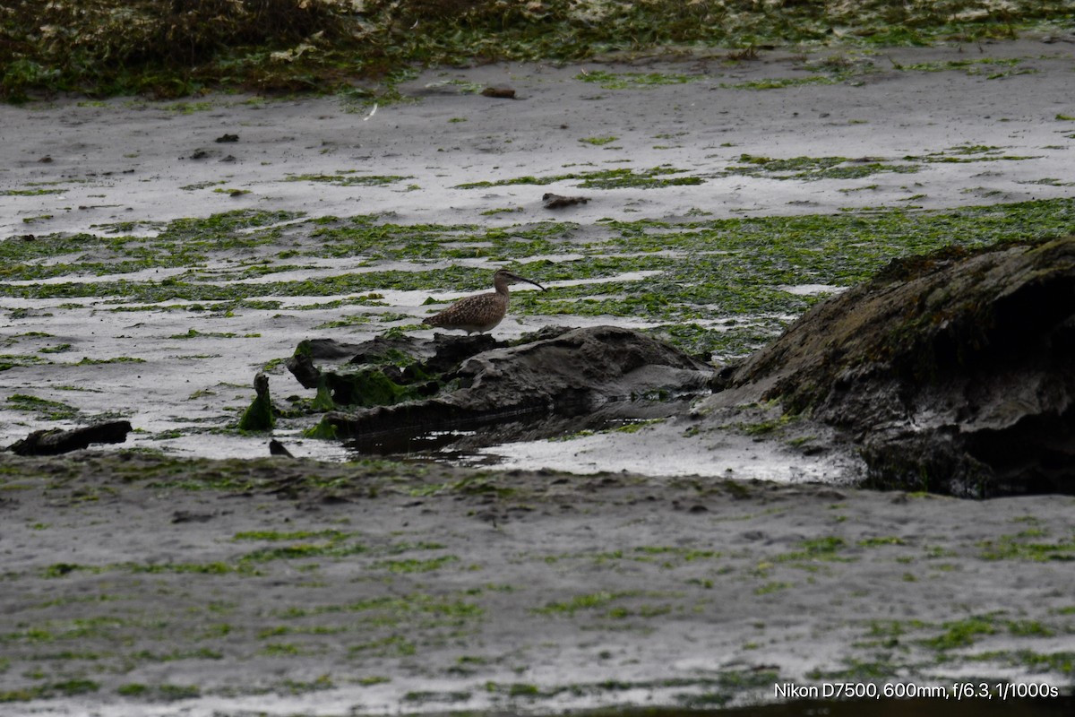 Whimbrel - ML626070540