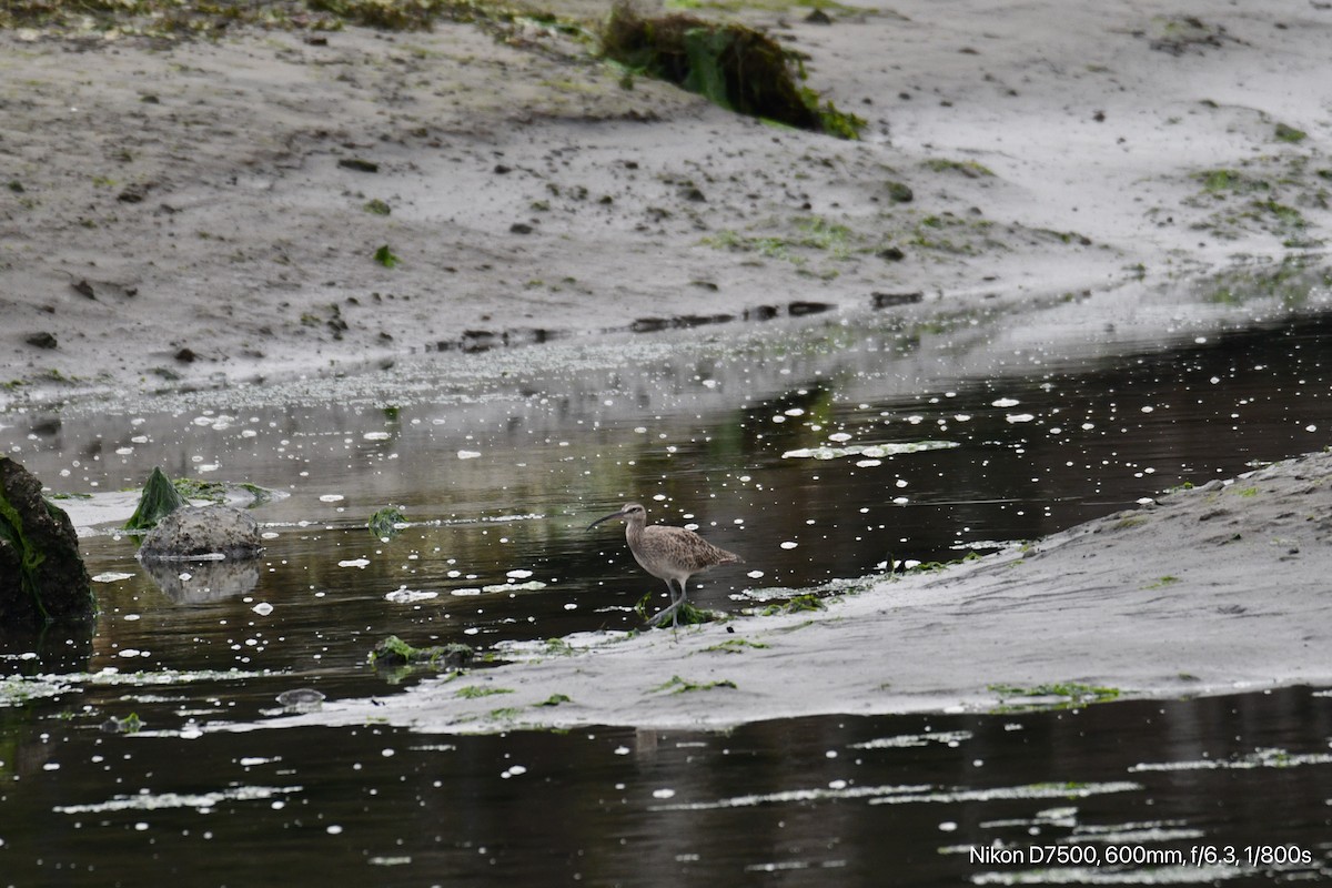 Whimbrel - ML626070541