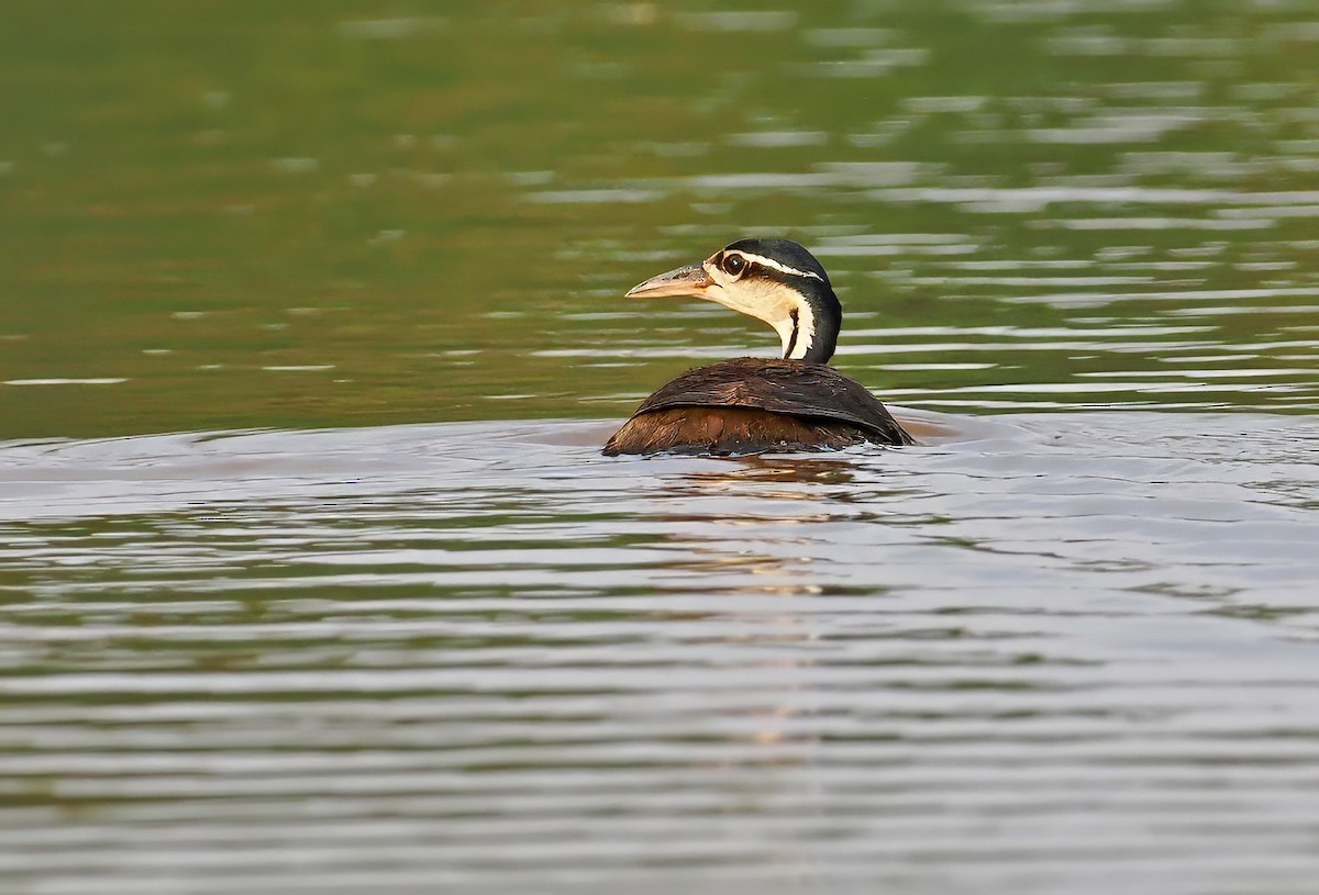Sungrebe - ML626070558