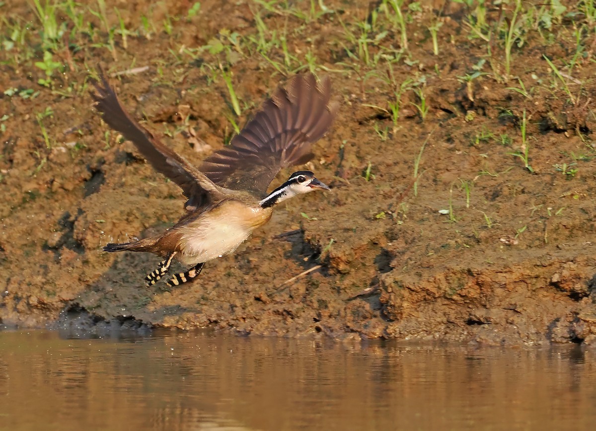 Sungrebe - ML626070569