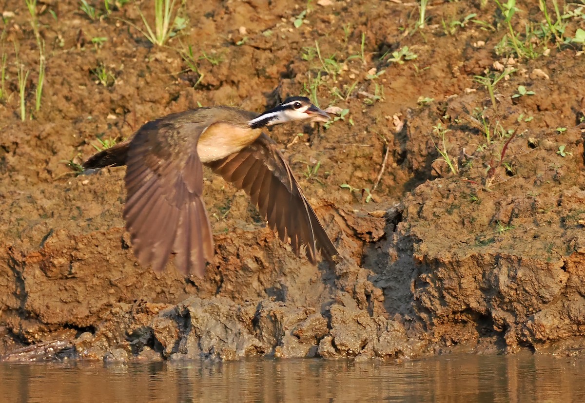 Sungrebe - ML626070570