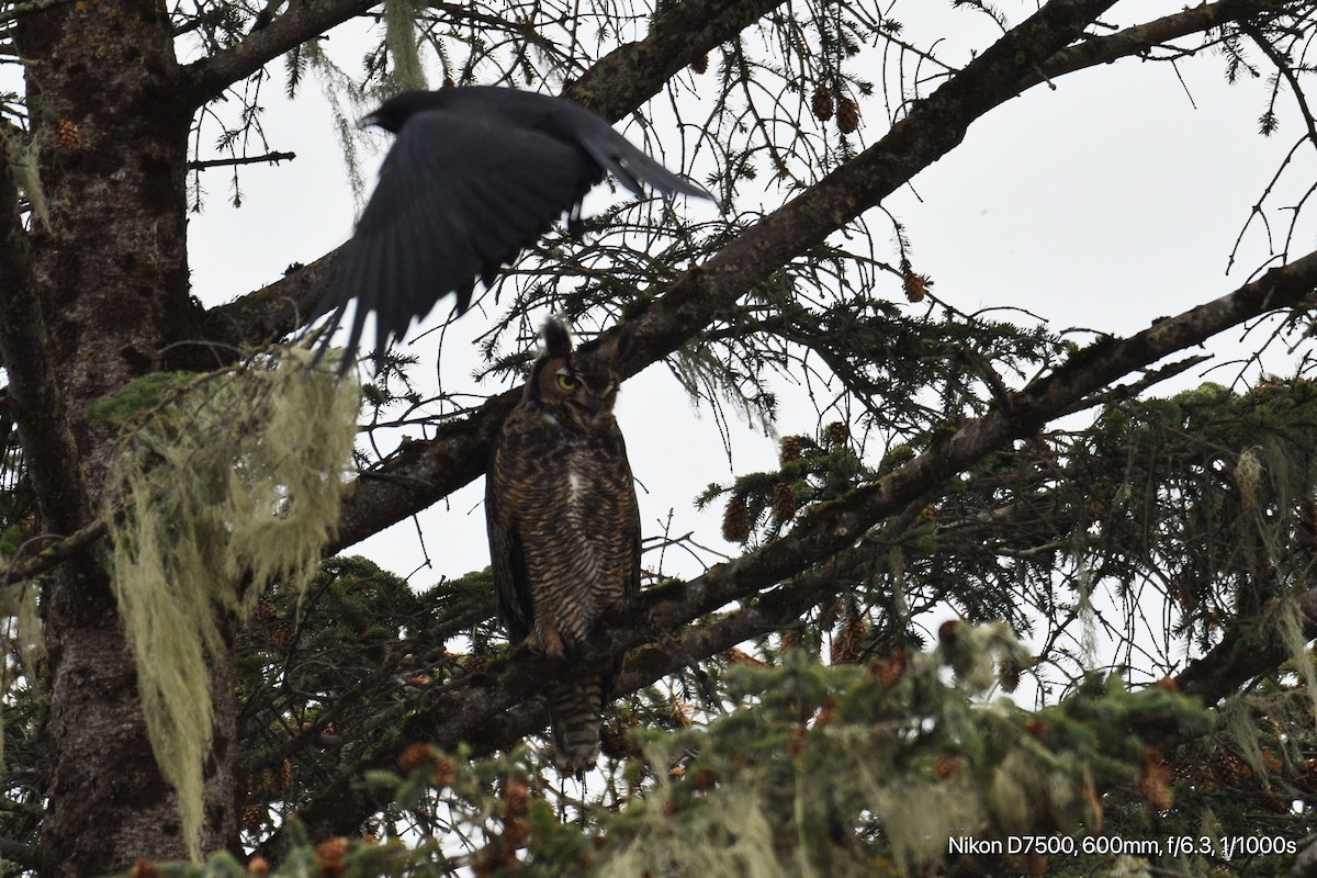 Great Horned Owl - ML626070574