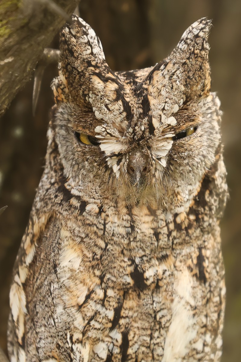 African Scops-Owl - ML626070649