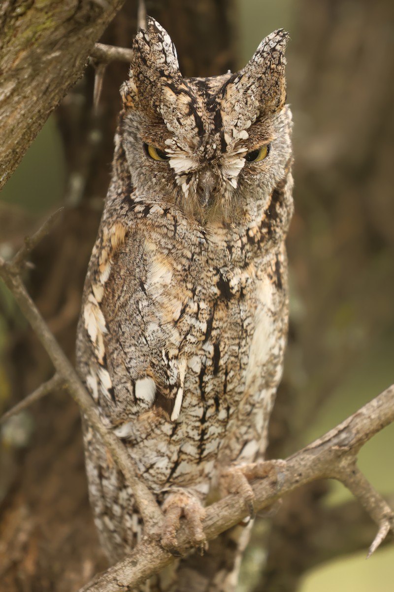 African Scops-Owl - ML626070650