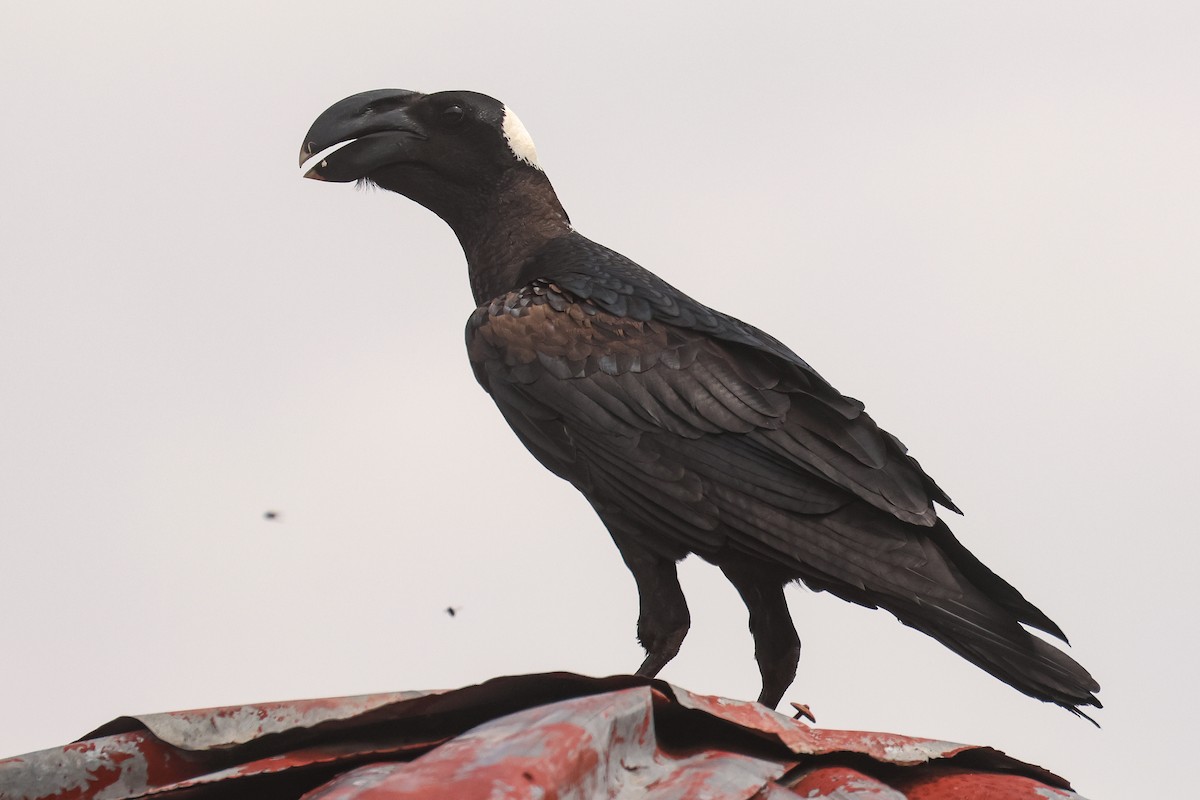 Thick-billed Raven - ML626070671