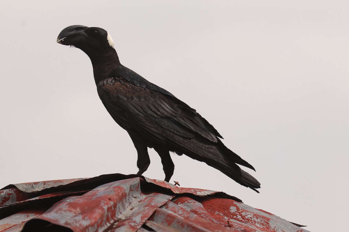 Thick-billed Raven - ML626070672