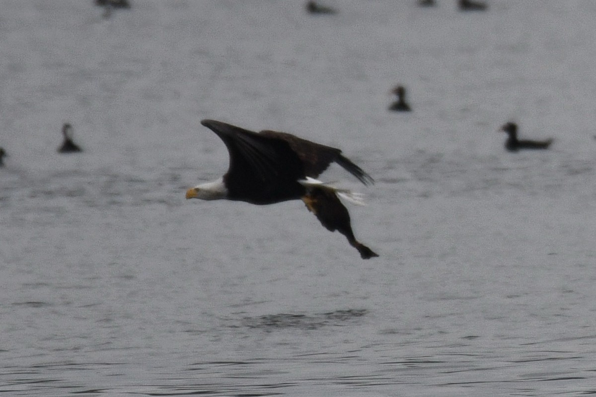 Bald Eagle - ML626070693