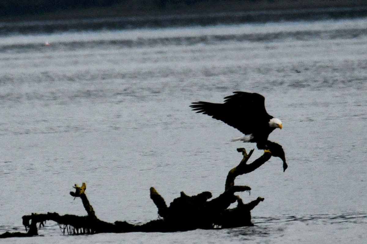 Bald Eagle - ML626070694