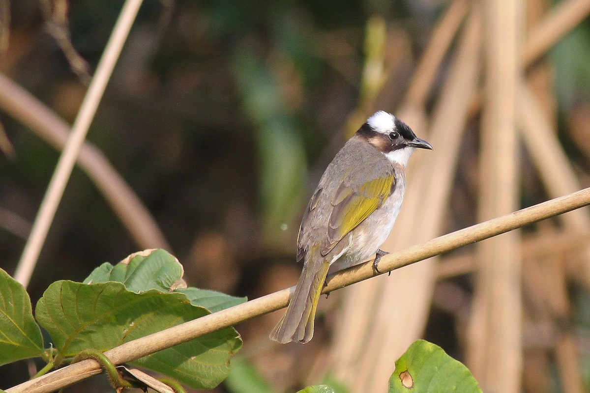 Light-vented Bulbul (formosae/orii) - ML626070732