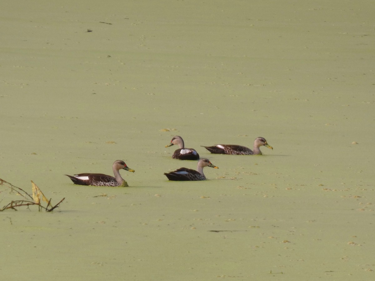 Indian Spot-billed Duck - ML626070738