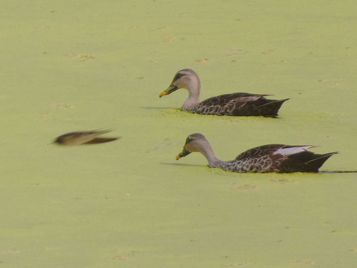 Indian Spot-billed Duck - ML626070739