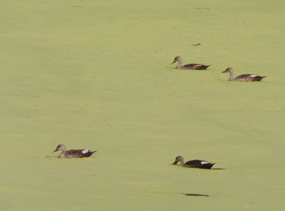 Indian Spot-billed Duck - ML626070740