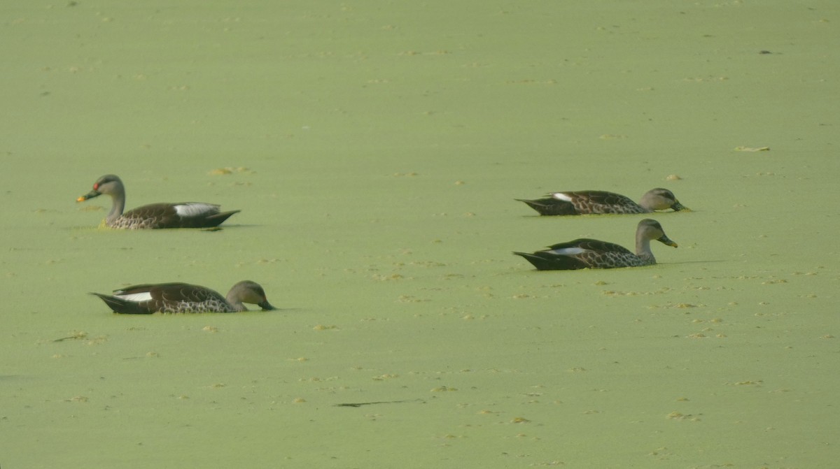 Indian Spot-billed Duck - ML626070741