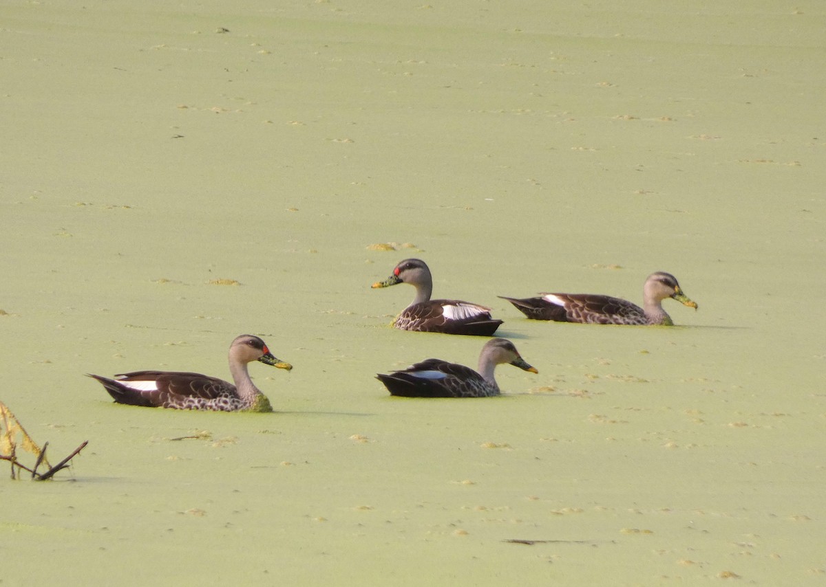 Indian Spot-billed Duck - ML626070742