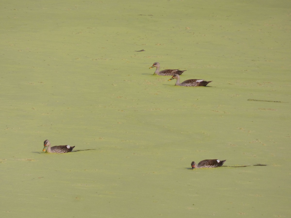 Indian Spot-billed Duck - ML626070744