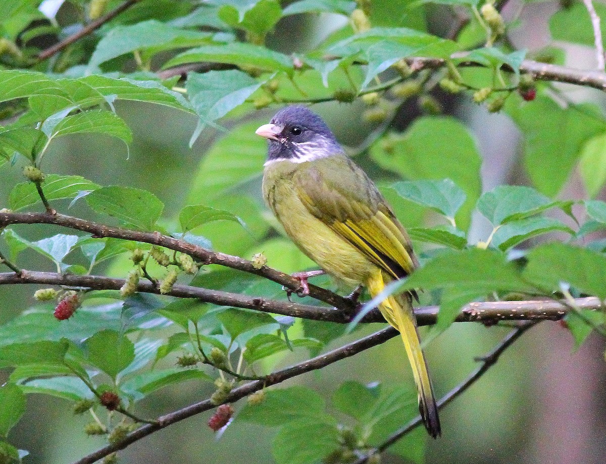 Collared Finchbill - ML626070787