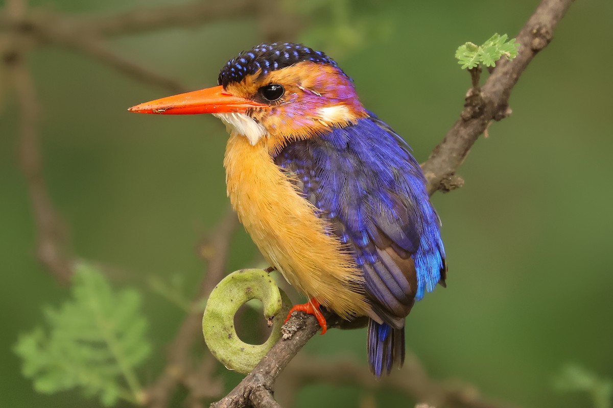 African Pygmy Kingfisher - ML626070841