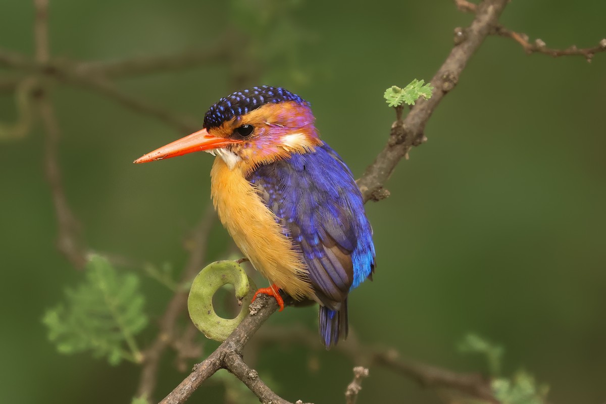 African Pygmy Kingfisher - ML626070842