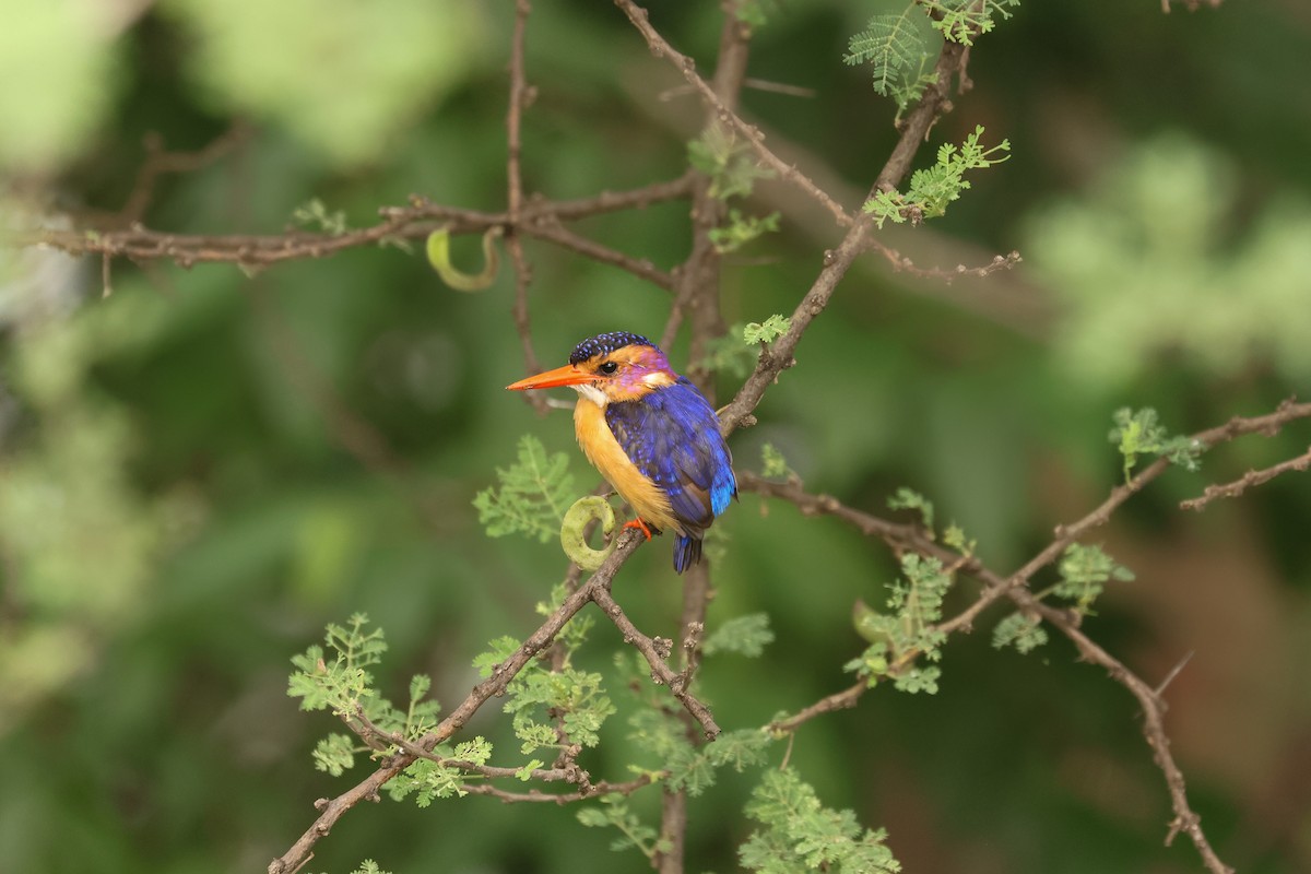 African Pygmy Kingfisher - ML626070843