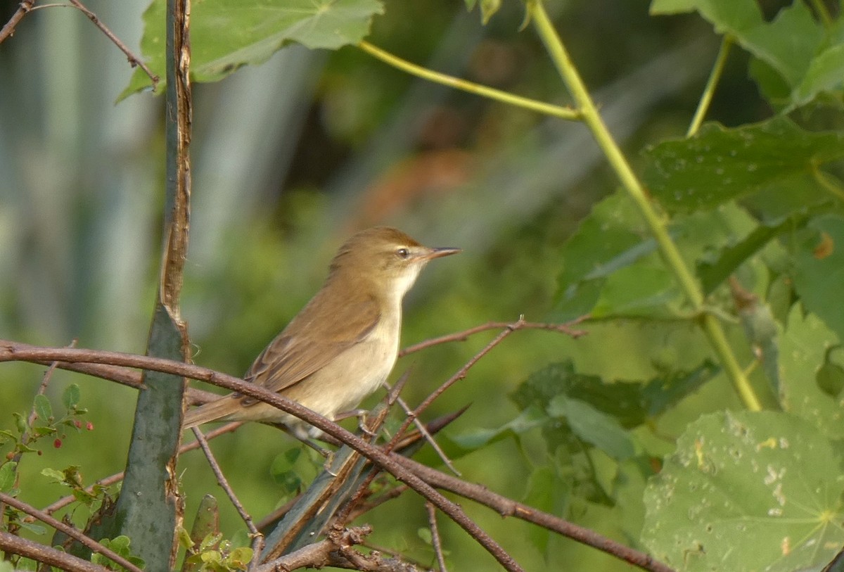 Blyth's Reed Warbler - ML626070850