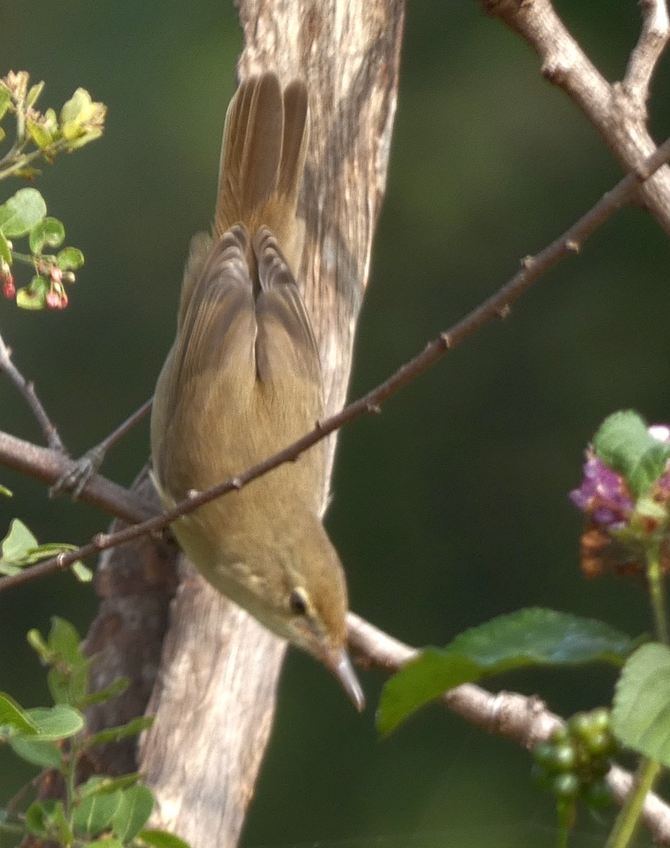 Blyth's Reed Warbler - ML626070851