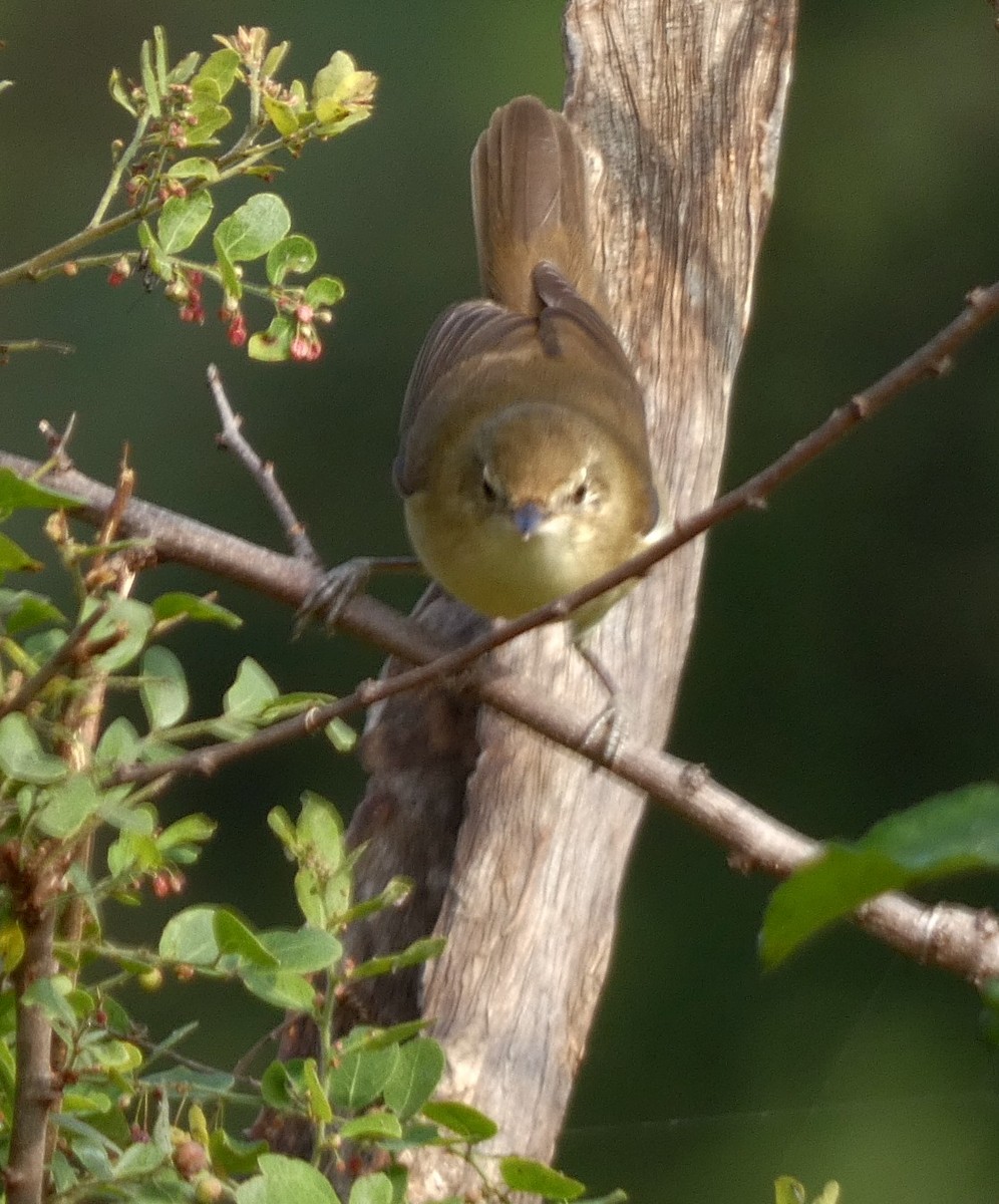 Blyth's Reed Warbler - ML626070852