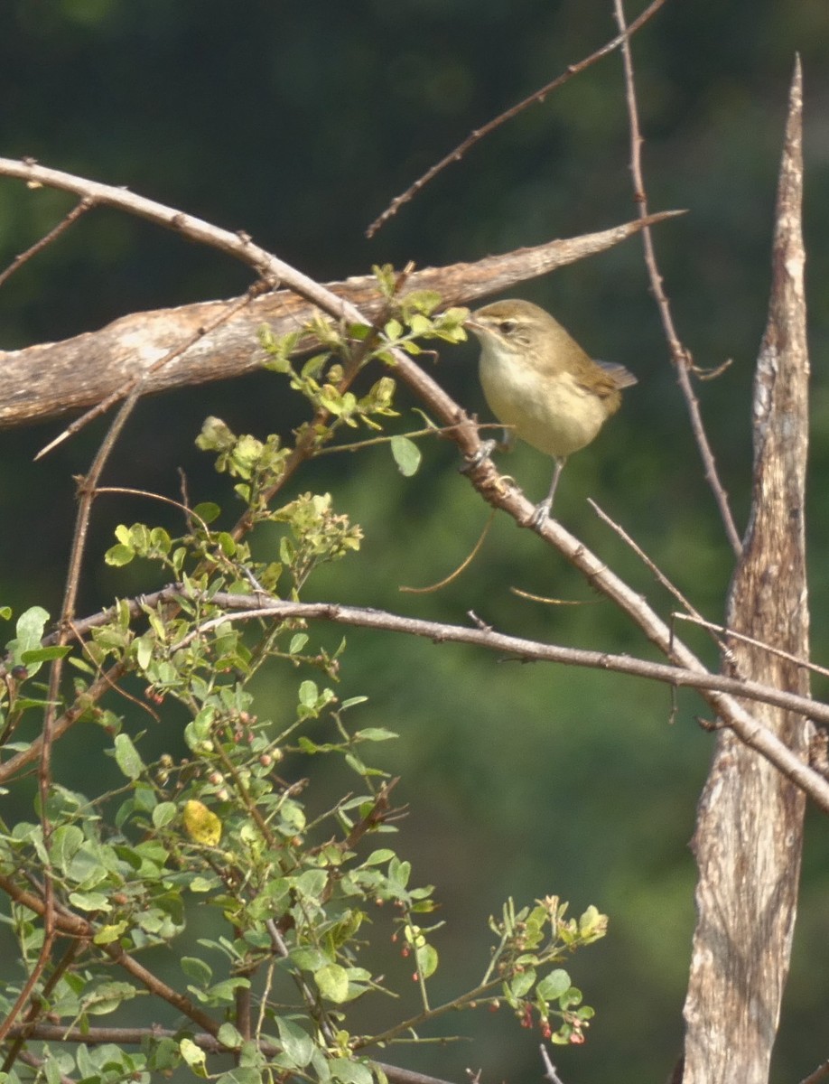Blyth's Reed Warbler - ML626070853