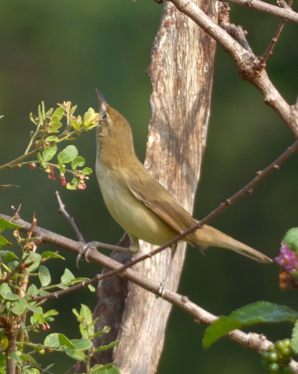 Blyth's Reed Warbler - ML626070854