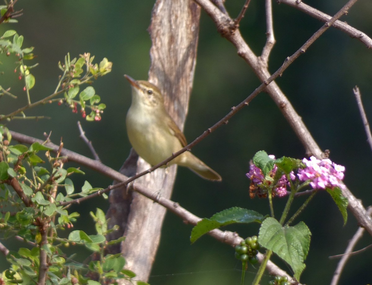 Blyth's Reed Warbler - ML626070855