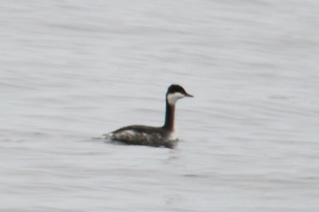 Horned Grebe - ML626070878