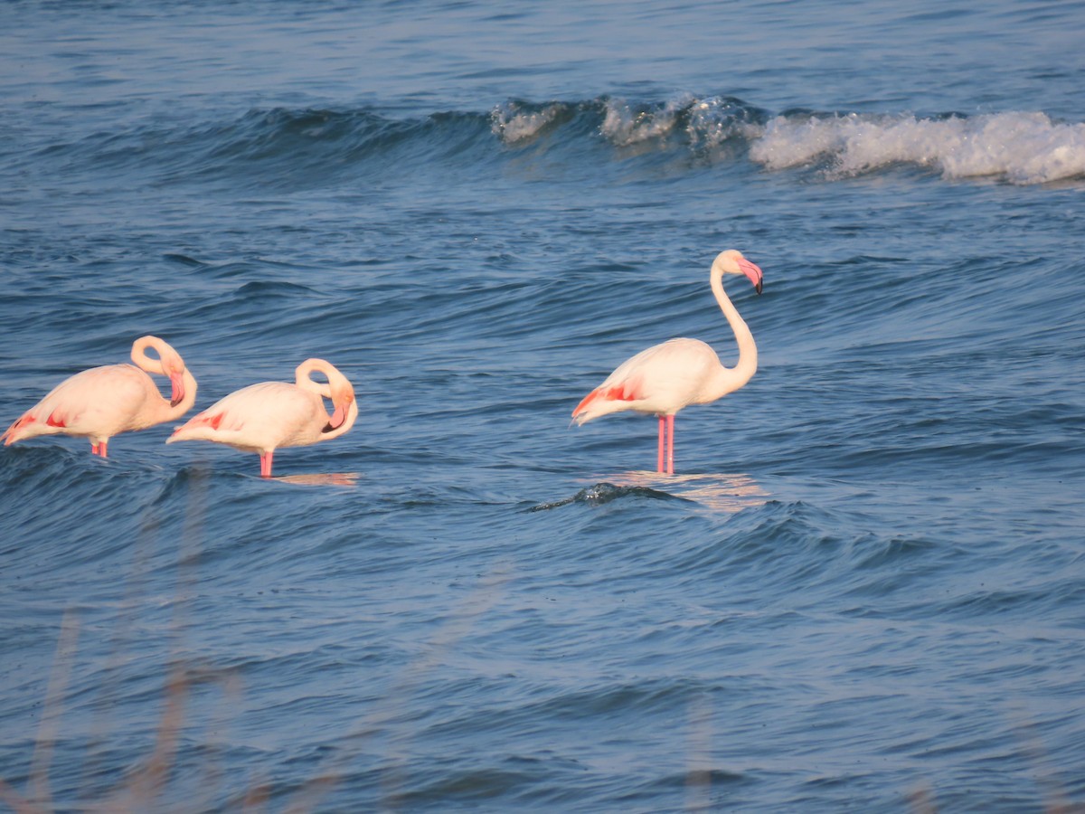 Flamant rose - ML626070894